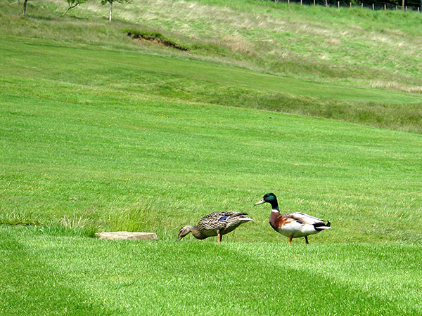 Visitor Green Fees Visitor Green Fees